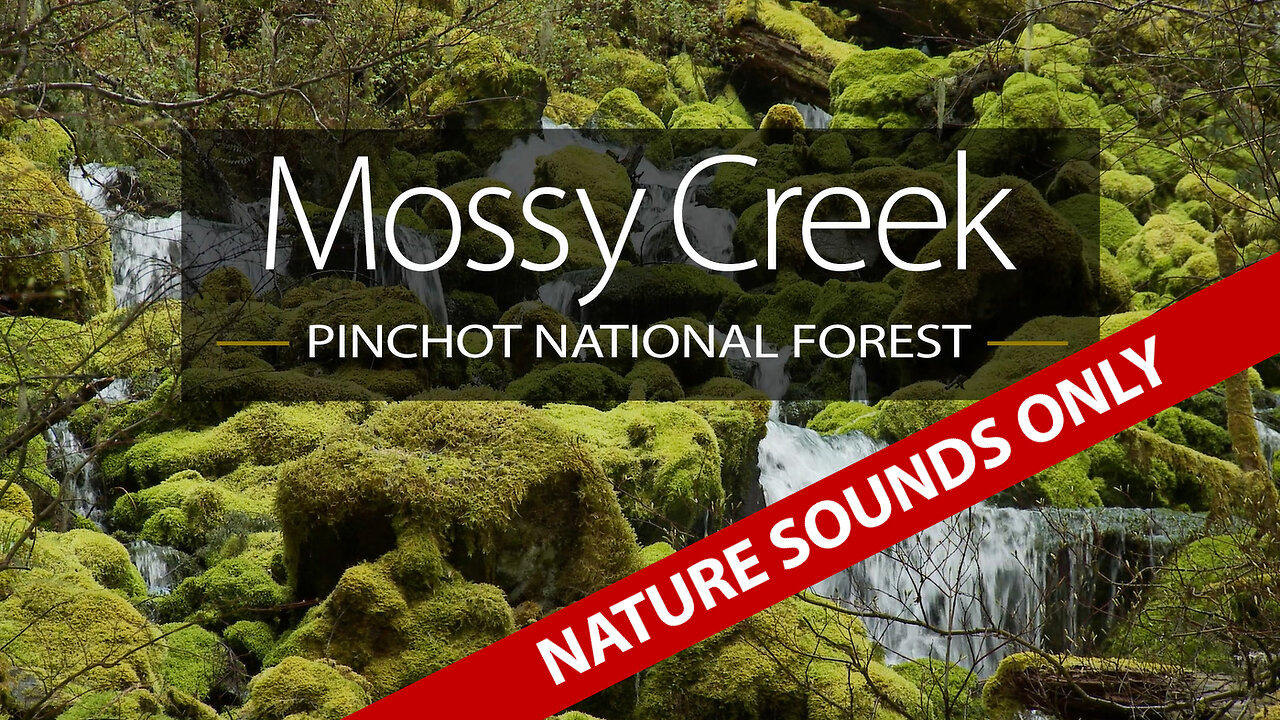 Mossy Creek - Gifford Pinchot National Forest on the Falls Creek Falls Trail (nature sounds only)