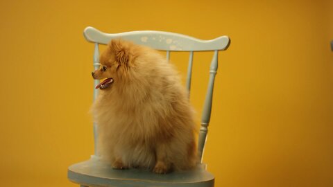 Animal lovers, follow me for more!🐕🫶❤️