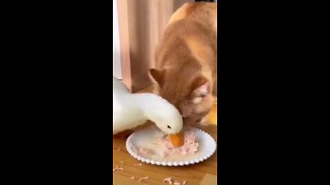 The cats are on a roll