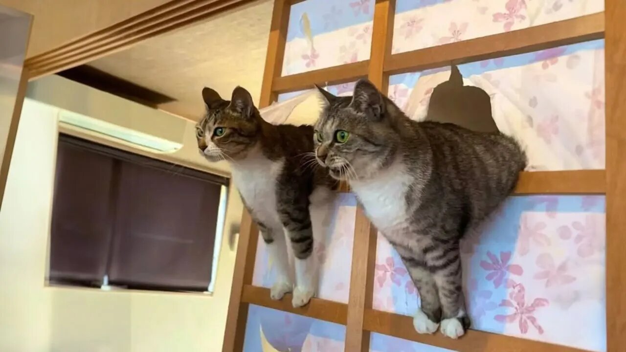 New Funny Animals 😂 Funniest Cats and Dogs Videos 😺🐶 Part 144