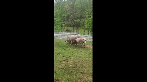 Shorthorn Plus heifers 2025.