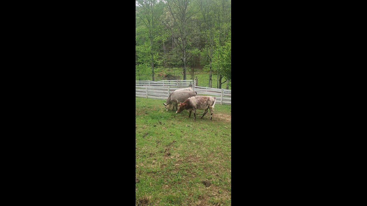 Shorthorn Plus heifers 2025.