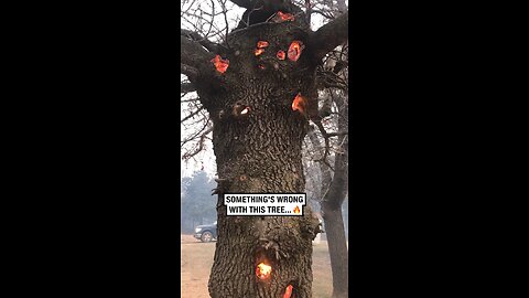 fire in tree