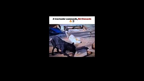 wer hier verantwortlich ist, der Hund fährt
