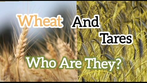 Wheat & Tares - Who Are They?