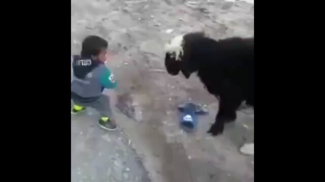 Animals vs. Humans 3