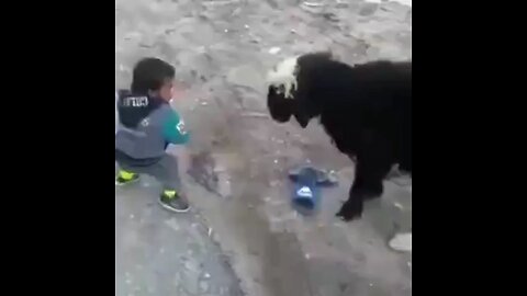 Animals vs. Humans 3