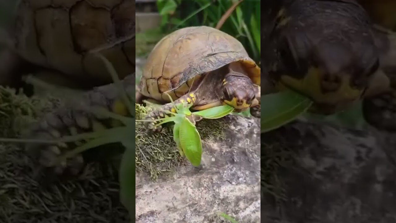 Turtle Almost Had It 🐢🆚🦗