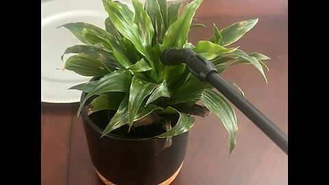 How Aloe Vera Gel Promotes Plant Growth!