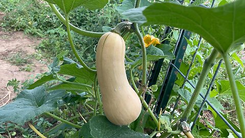 Betternut Squash