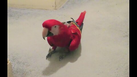 BIRD REFUSES TO GO TO BED 🦜 🤣 EVENTUALLY SHUTS DOOR ON GIRL