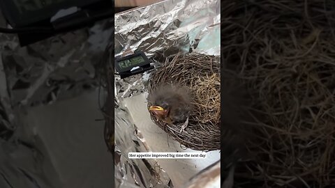 The bird fell out of the nest and the girl saved him