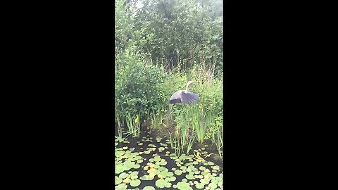 Beautiful heron on tack off