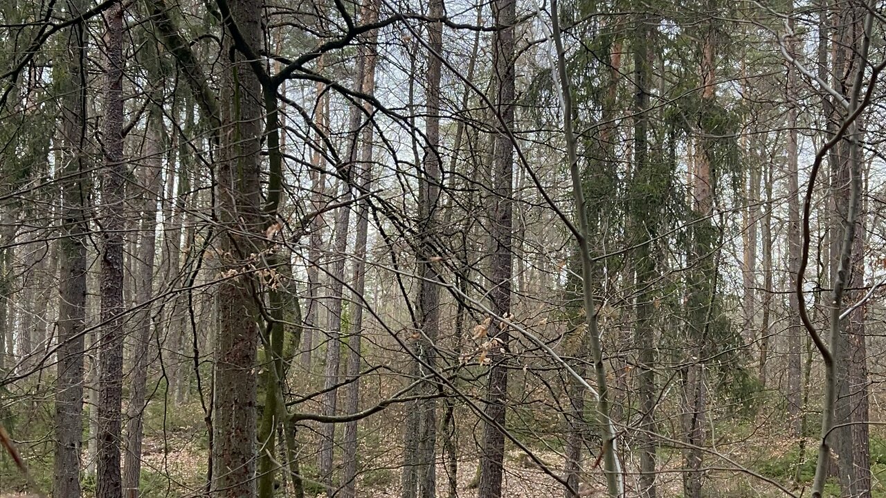 Exploring beauty of Forest