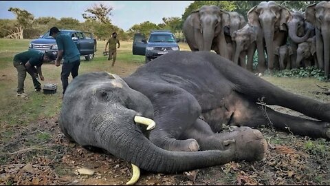 Dangerous tusker treatment😥😥