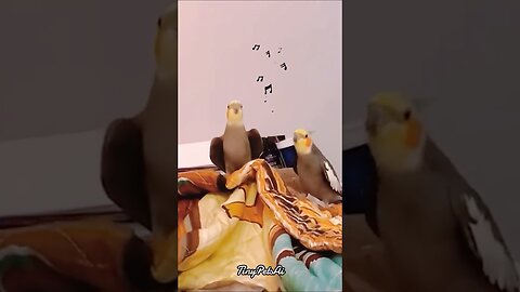 I Found The FUNNIEST Parrot Videos