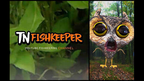 TNFISHKEEPER.COM™ 🐠 MR OWL RESPONDS TO CURLY #COMEDY