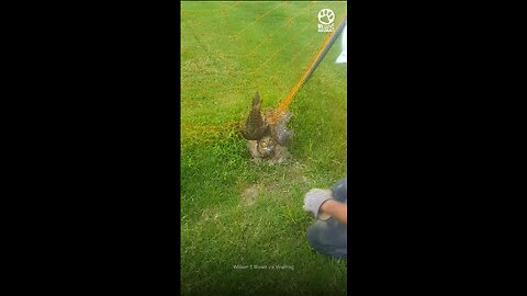 beautiful owl stuck in soccer