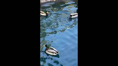 Mallard Ducks 🦆 #mallardducks #ducks #duck #subscribe #shorts #trending #viral
