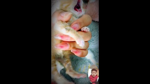 #catlovers #cat #cats #meow #kittens #catlife #pet #animals #animallover #cutecats #catviral