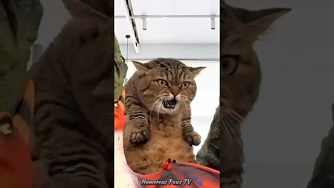 Funny animals 2024😂- Funniest Cats and Dogs Video😹🐶 #44