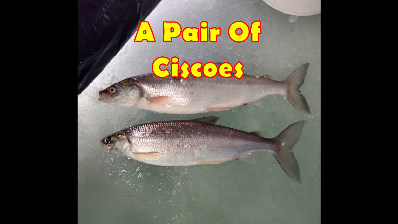A Pair Of Ciscoes