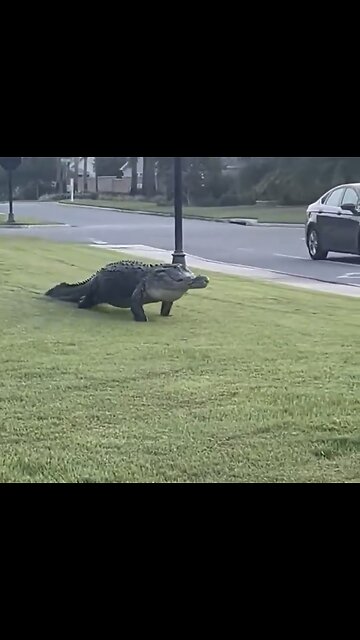 GIANT ALLIGATOR WALKS BOLDLY🏡🚏🐊🚙📸ON HOUSE FRONT LAWN IN FLORIDA🚘🏠🐊💫