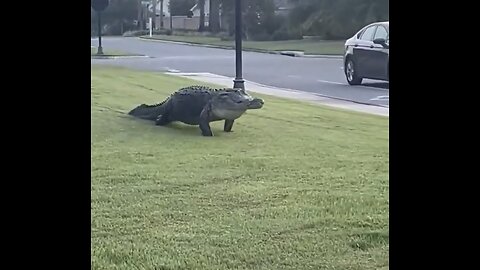 GIANT ALLIGATOR WALKS BOLDLY🏡🚏🐊🚙📸ON HOUSE FRONT LAWN IN FLORIDA🚘🏠🐊💫