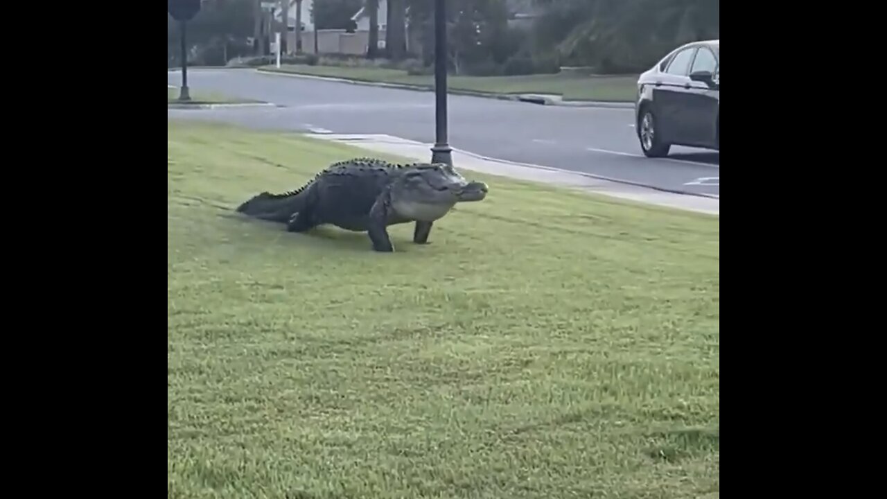 GIANT ALLIGATOR WALKS BOLDLY🏡🚏🐊🚙📸ON HOUSE FRONT LAWN IN FLORIDA🚘🏠🐊💫