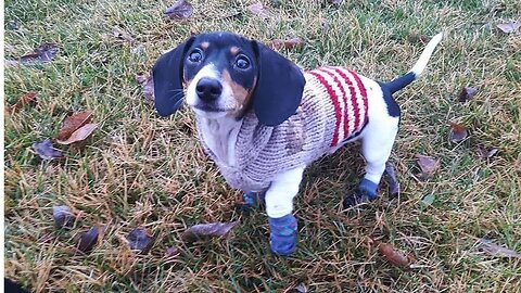 Playful Dachshund Puppies | Cute Funniest Adorable Dachshund Dog Try Not To Laugh Videos Compilation