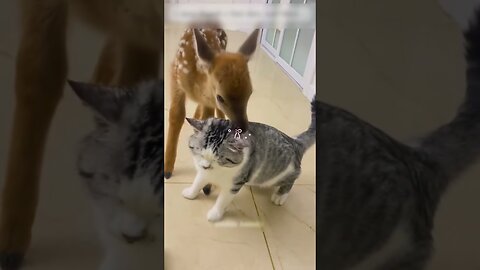 The man took the deer by the road and became like a father to him