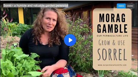 Sorrel - a humble and valuable garden perennial