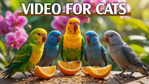 High-Quality 4K Video For Cats To Watch Bird in Backyard - Bird For Cats To Watch