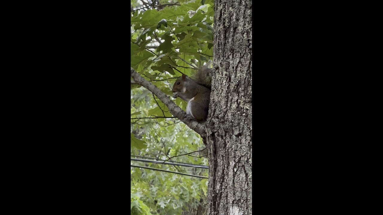 Somebody’s watching me