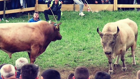 Bijeli Marko od Đerzića vs Balti od Levića