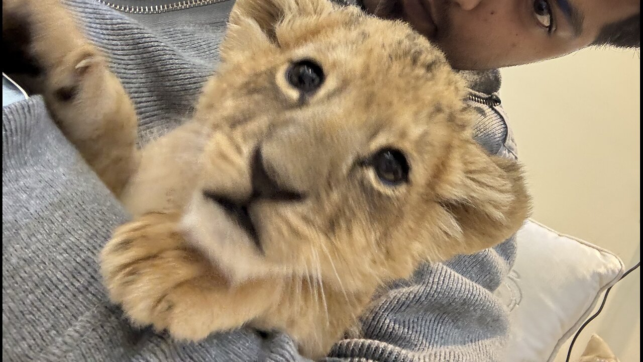 Fun with lion cub
