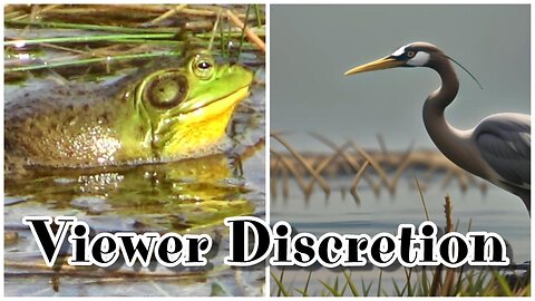 Bull Frog VS Great Blue Heron