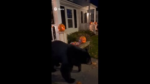 Ghost Scares Bear Stealing Halloween Candy! 👻🐻