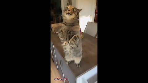 👉 "Cutest Cat Ever! 😻