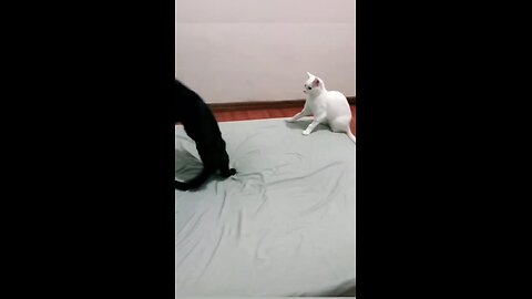 Top 5 Funniest Cat Moments 😂 | Try Not to Laugh Challenge