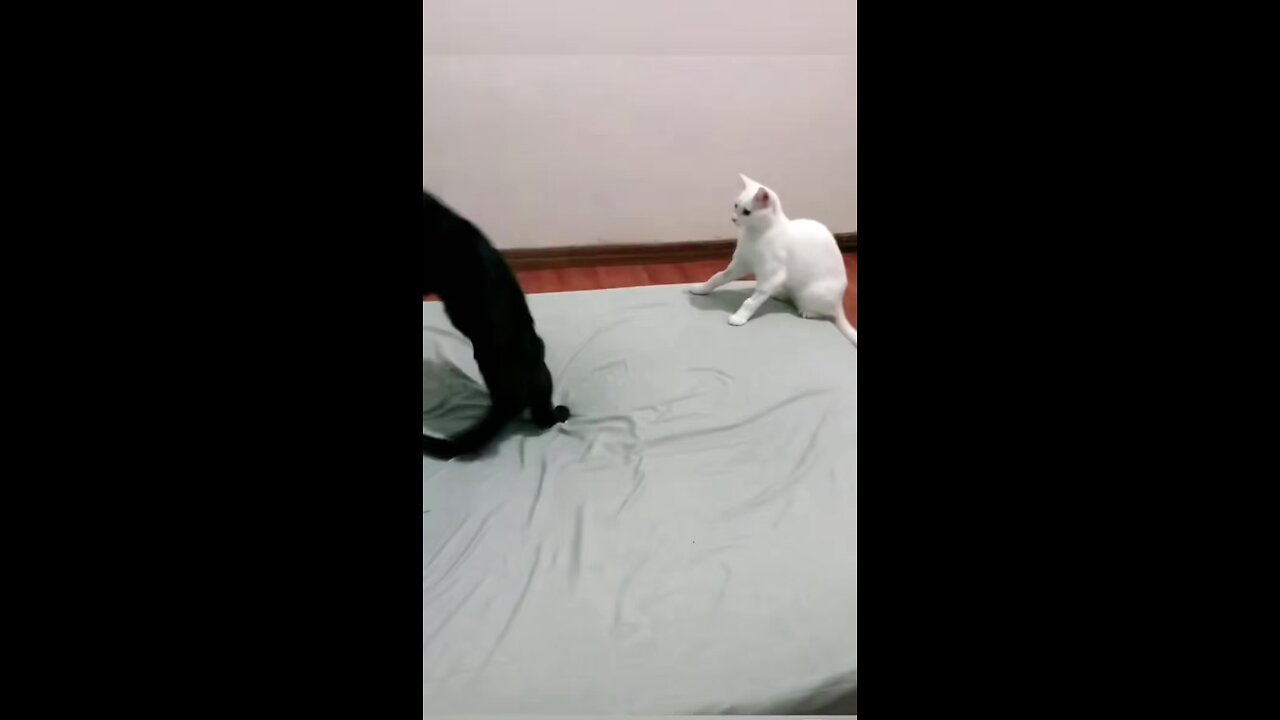 Top 5 Funniest Cat Moments 😂 | Try Not to Laugh Challenge