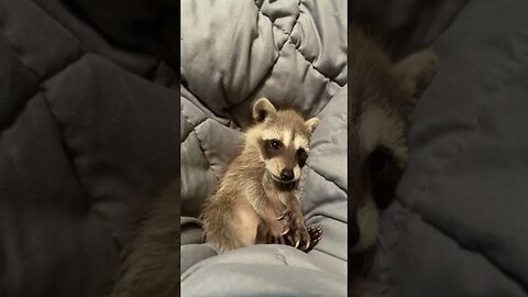The raccoon hooked up to the boat so the man could save him