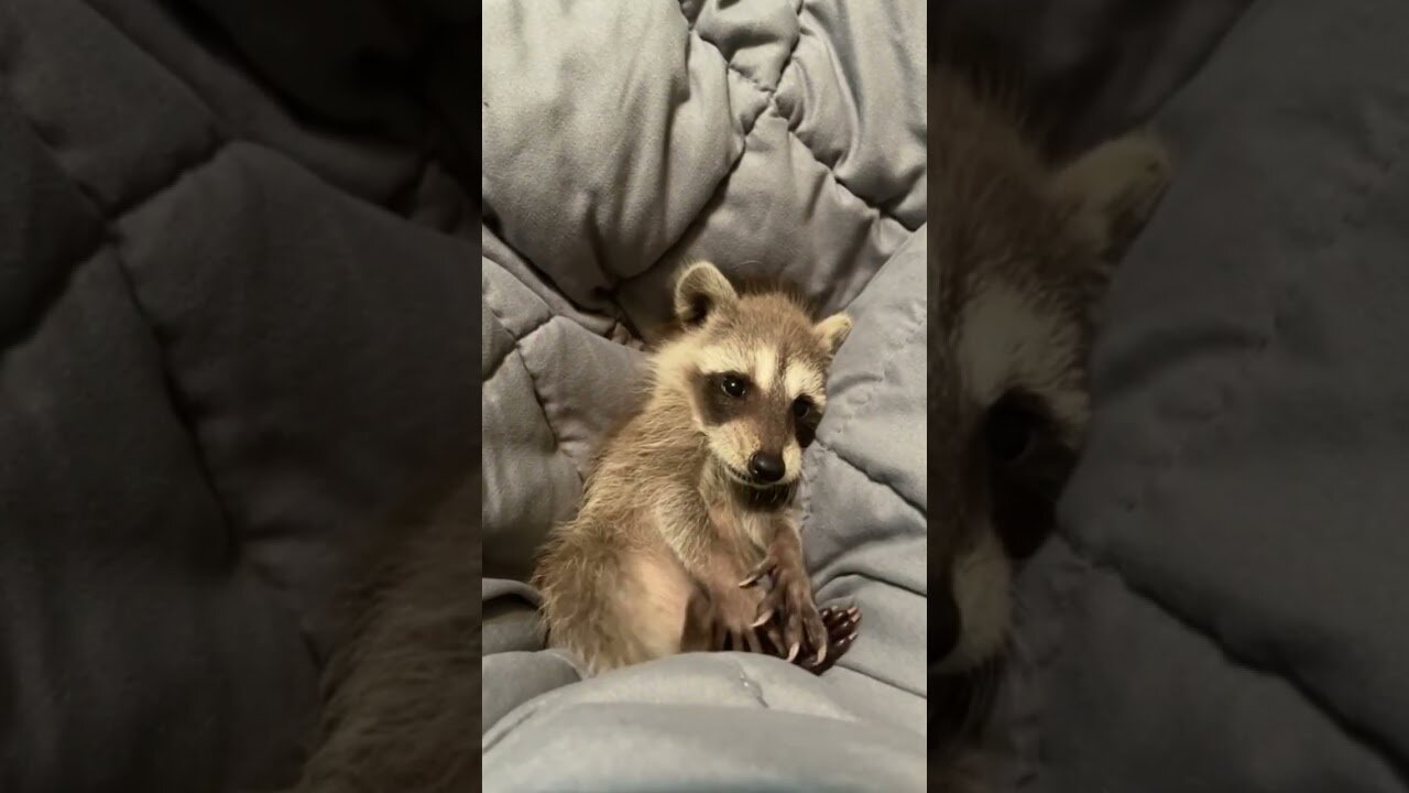 The raccoon hooked up to the boat so the man could save him