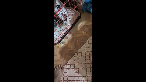 dog feeding time