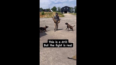 Two dogs one bite. Learning from experience