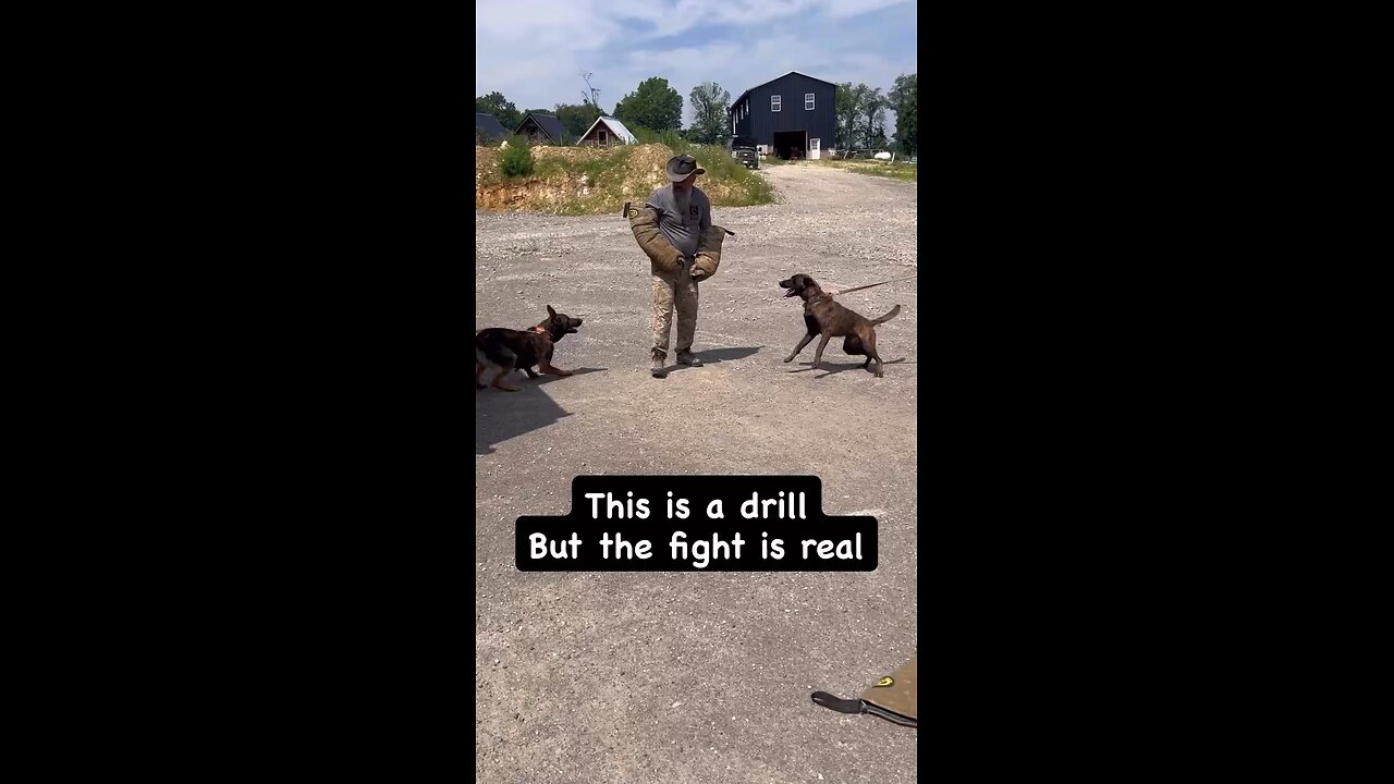 Two dogs one bite. Learning from experience