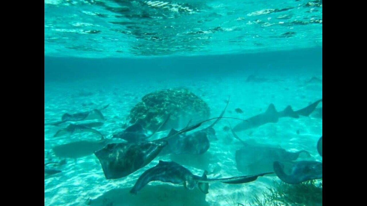Snorkeling with Lacey, November 1993
