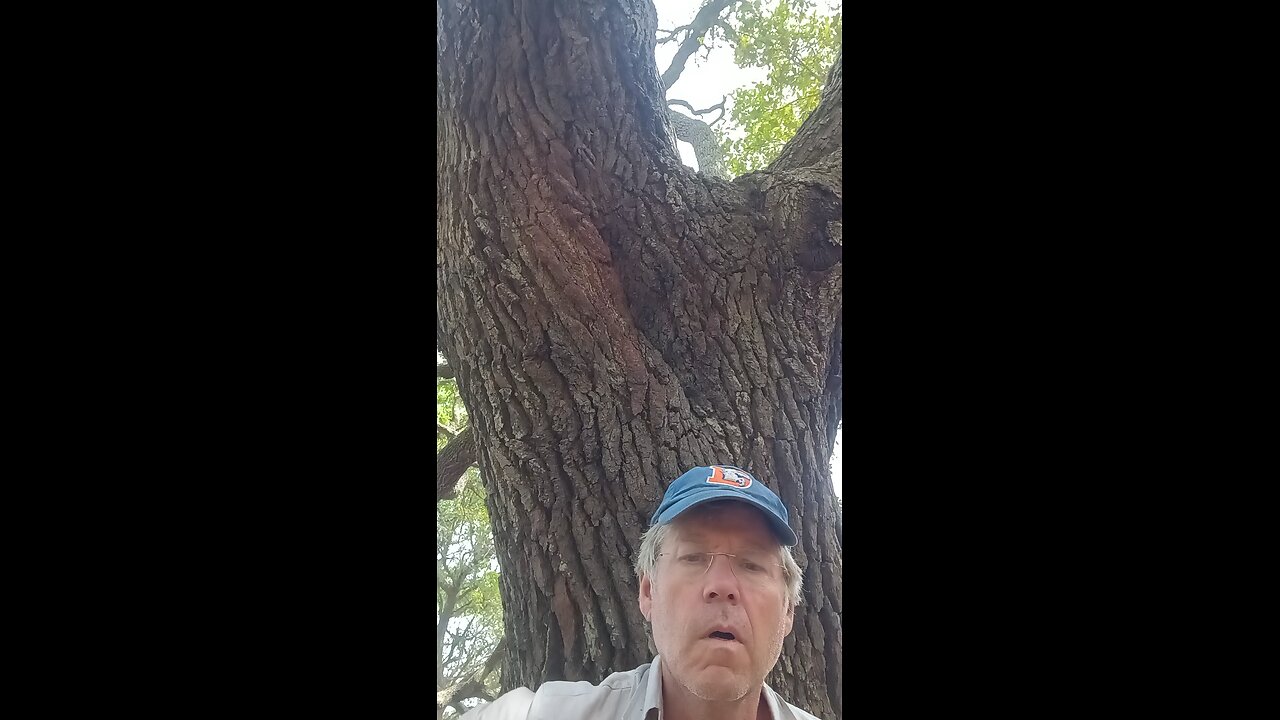 The Giant Tree (Climbing the Tree) by Bo Newman (my Dad)