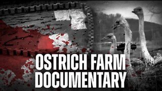 ANNOUNCING: Rebel News launching documentary exposing ostrich farm massacre