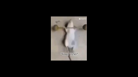 Pet Mouse Lifting Weights